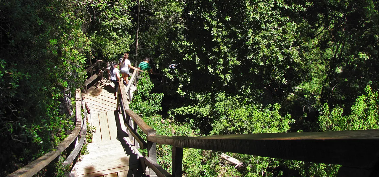Senderos del bosque nativo